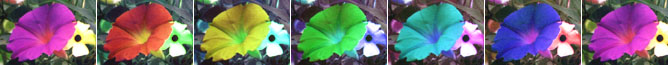 Flowers of different hues created using PhotoShop